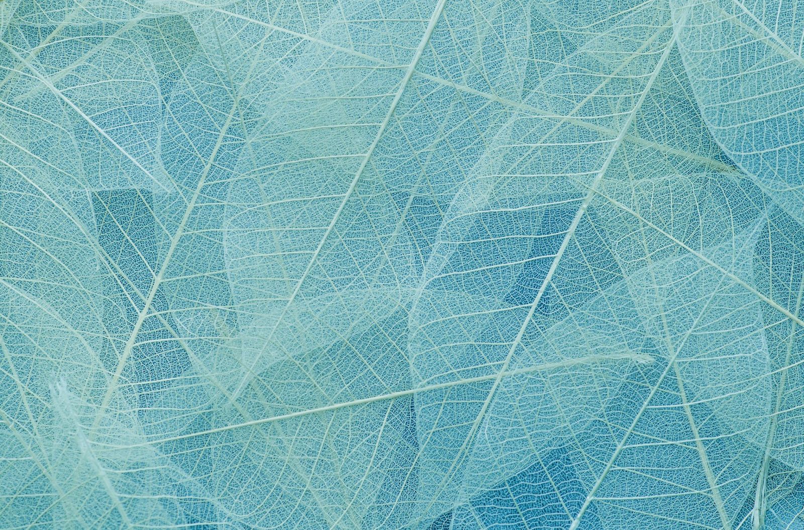 The image shows a close-up of delicate, translucent leaves in shades of blue, displaying intricate vein patterns in a layered arrangement.