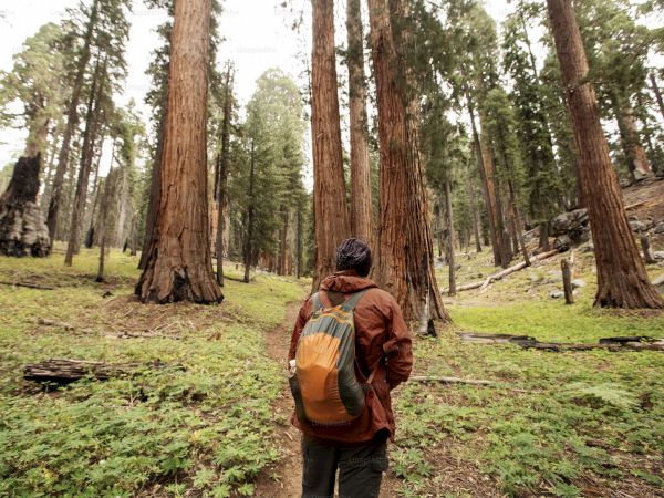 A person with a backpack walks through a forest of tall trees, surrounded by green undergrowth and a natural landscape.